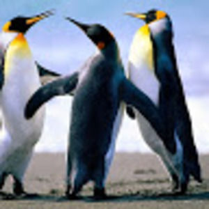 Meet your Posher, Ricky